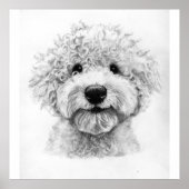 Schattige krullende hondenschets, Lagotto Poster (Voorkant)