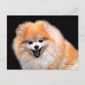 Schattige Lachende Pomeranian Hond Briefkaart (Voorkant)