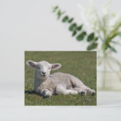 Schattige Lam Postkaart (Staand voorkant)