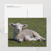 Schattige Lam Postkaart (Voorkant / Achterkant)
