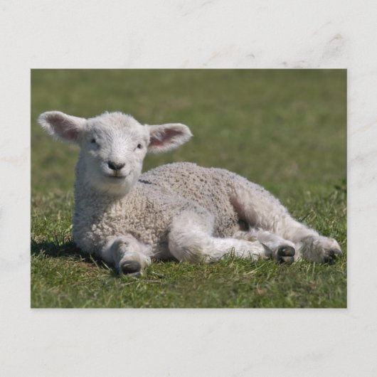 Schattige Lam Postkaart (Voorkant)