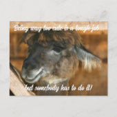 Schattige Lama Boerderij Dier Grappig Briefkaart (Voorkant)