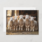Schattige lammeren op een rij rustiek briefkaart (Voorkant / Achterkant)