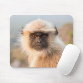 Schattige Langurs Presbytis Entellus Muismat (Met muis)