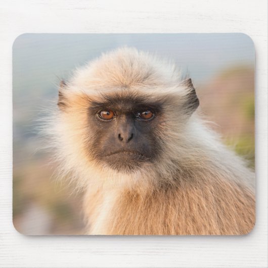 Schattige Langurs Presbytis Entellus Muismat (Voorkant)