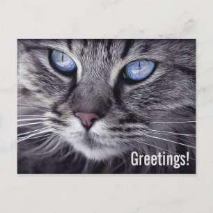 Schattige lapjeskat briefkaart