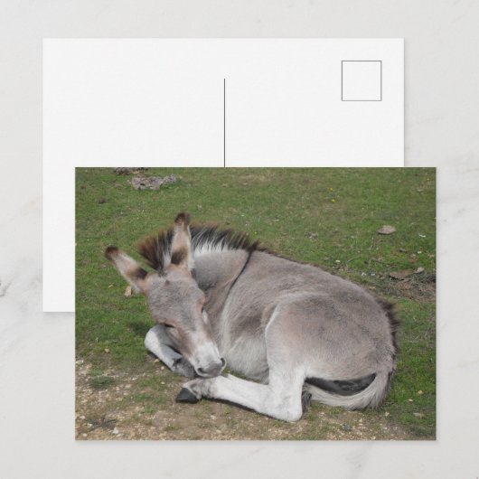 Schattige leggen van veulens van baby briefkaart (Voorkant / Achterkant)