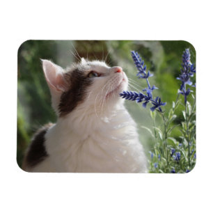 Schattige liefhebbende Kitten in de tuin Magneet