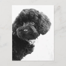 Schattige liefhebber briefkaart