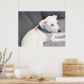 Schattige Lieve Witte Hond Met Groene Sjaal Poster (Keuken)