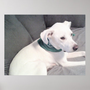Schattige Lieve Witte Hond Met Groene Sjaal Poster