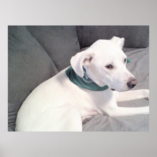 Schattige Lieve Witte Hond Met Groene Sjaal Poster (Voorkant)