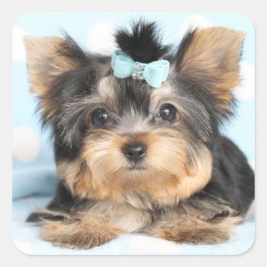 Schattige Little Tiny Yorkie Pup ontwerp Vierkante Sticker (Voorkant)