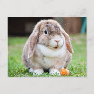 Schattige Lop-Eared Rabbit in the Grass met Wortel Briefkaart