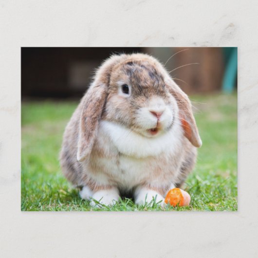 Schattige Lop-Eared Rabbit in the Grass met Wortel Briefkaart (Voorkant)