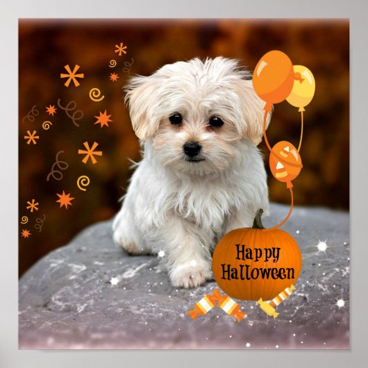 Schattige Maltese puppy Celebrates Halloween Poster (Voorkant)