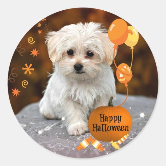 Schattige Maltese puppy Celebrates Halloween Ronde Sticker (Voorkant)