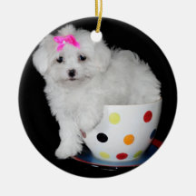 Schattige Maltese puppy