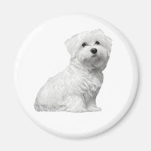 Schattige Maltezer Hond Zit Puppy Magneet (Voorkant)