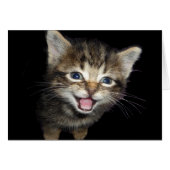 Schattige Medue Kitten Cat (Voorkant Horizontaal)