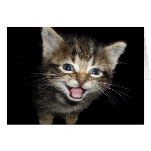 Schattige Medue Kitten Cat (Voorkant Horizontaal)