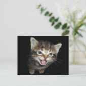 Schattige Medue Kitten Cat Briefkaart (Staand voorkant)