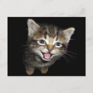 Schattige Medue Kitten Cat Briefkaart