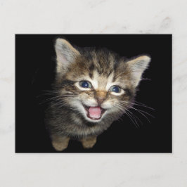 Schattige Medue Kitten Cat Briefkaart