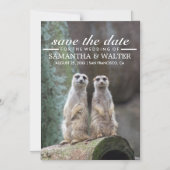 Schattige Meerkats Funny Expression Save The Date Magnetische Uitnodiging (Voorkant)