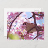 schattige mest op de kersenboom briefkaart (Voorkant / Achterkant)