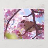 schattige mest op de kersenboom briefkaart (Voorkant)