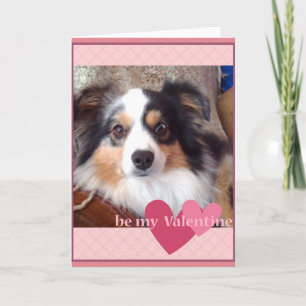 schattige MinI Australian Shepherd Valentijnse Kaa Feestdagen Kaart