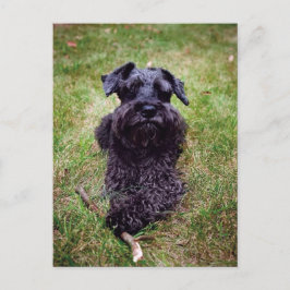 Schattige Miniatuur Schnauzer Briefkaart
