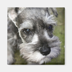 Schattige miniatuur Schnauzer Puppy Magnet