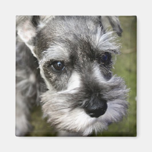 Schattige miniatuur Schnauzer Puppy Magnet (Voorkant)