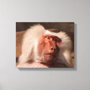 Schattige Monkey Poster Canvas Afdruk
