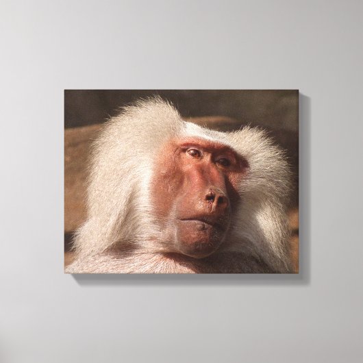 Schattige Monkey Poster Canvas Afdruk (Voorkant)