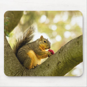 Schattige Muismat eekhoorn