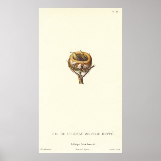 Schattige nesten van kreukelvogels - ! poster (Voorkant)