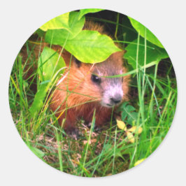 Schattige Nieuwsgierig Baby Groundhog Woodchuck Ronde Sticker