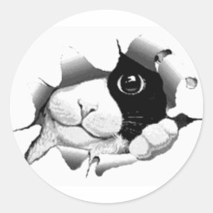 Schattige nieuwsgierig sneaky kat kitten graphic ronde sticker