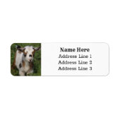 Schattige Nigeriaans Dwarf Dairy Goat Kind Retoura Etiket (Voorkant)