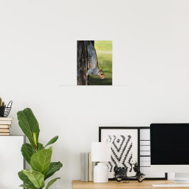 Schattige oostelijke grijze eekhoorn natuurfoto poster