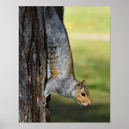Schattige Oostelijke Grijze Eekhoorn Natuurfoto Poster
