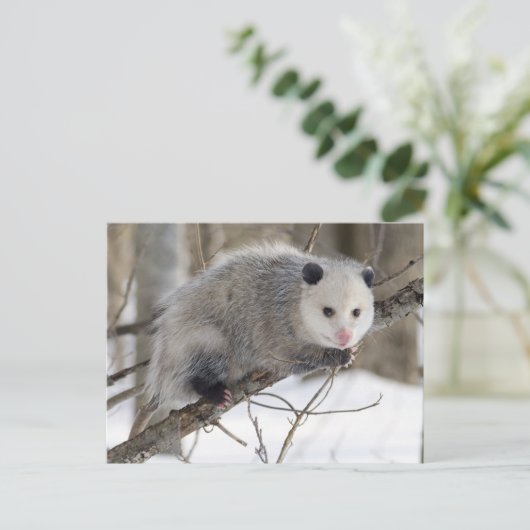 Schattige oppossum briefkaart (Staand voorkant)