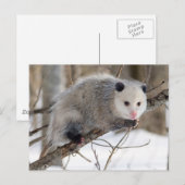 Schattige oppossum briefkaart (Voorkant / Achterkant)