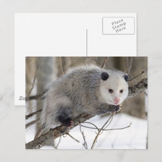 Schattige oppossum briefkaart (Voorkant / Achterkant)