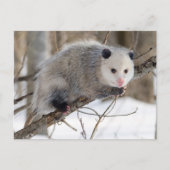 Schattige oppossum briefkaart (Voorkant)
