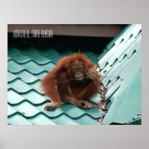 Schattige orang-oetan in Sabah Borneo Jungle