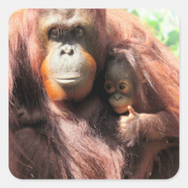 Schattige orang-oetan moeder en baby met duim omho vierkante sticker